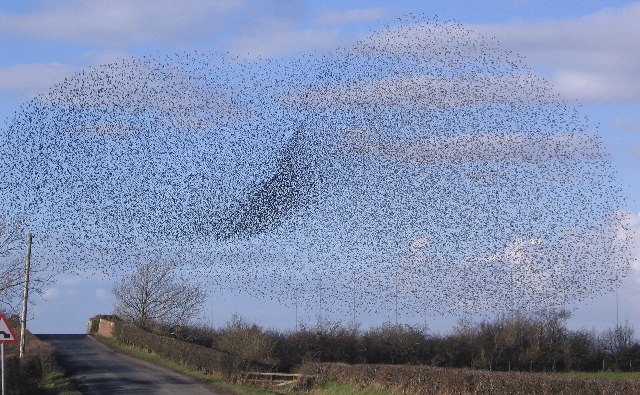 Bestand:Rail Bridge Swarm of Starlings. - geograph.org.uk - 124591.jpg