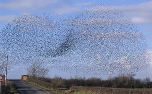 Rail Bridge Swarm of Starlings. - geograph.org.uk - 124591.jpg
